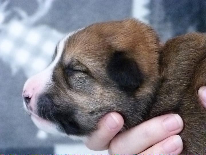 chinook puppy